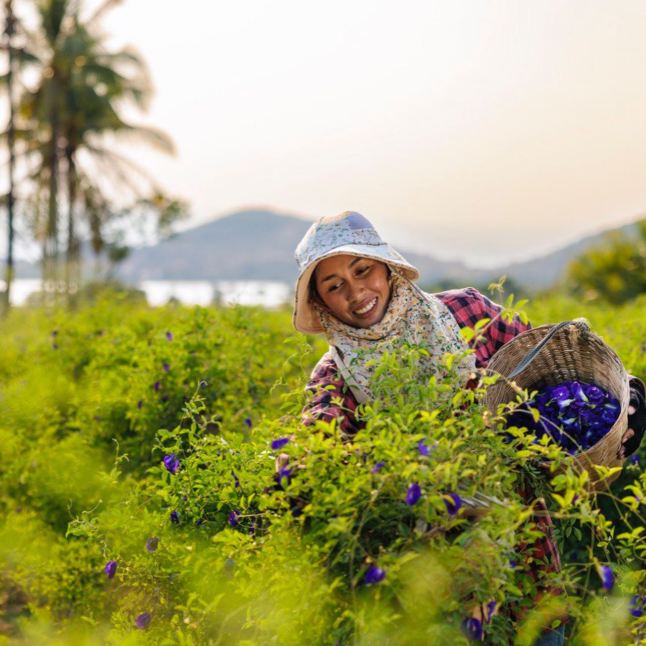 Infusion de fleurs de pois papillon 25 g