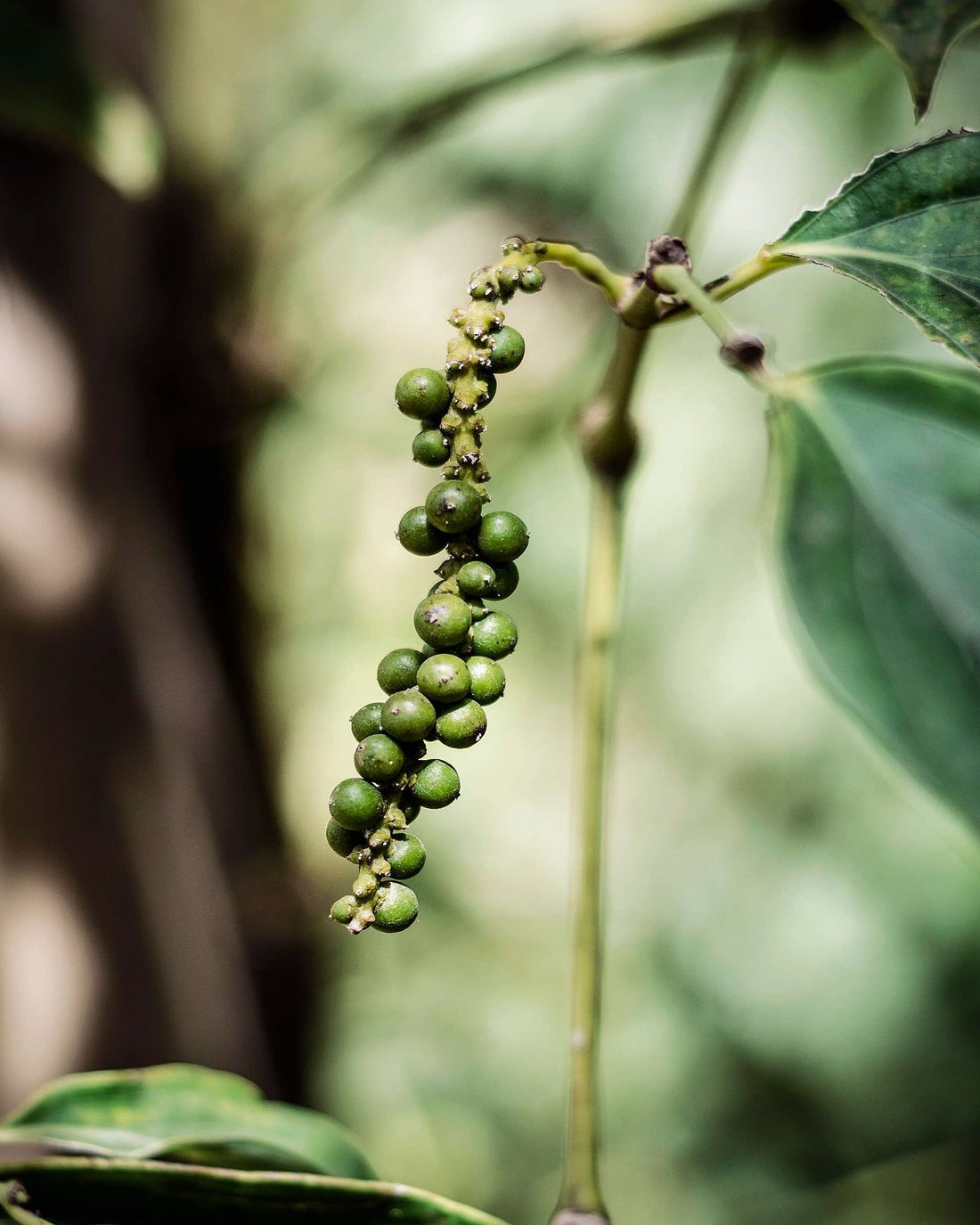 Le Poivre au Sel de Kampot a La Grande Gourmandise